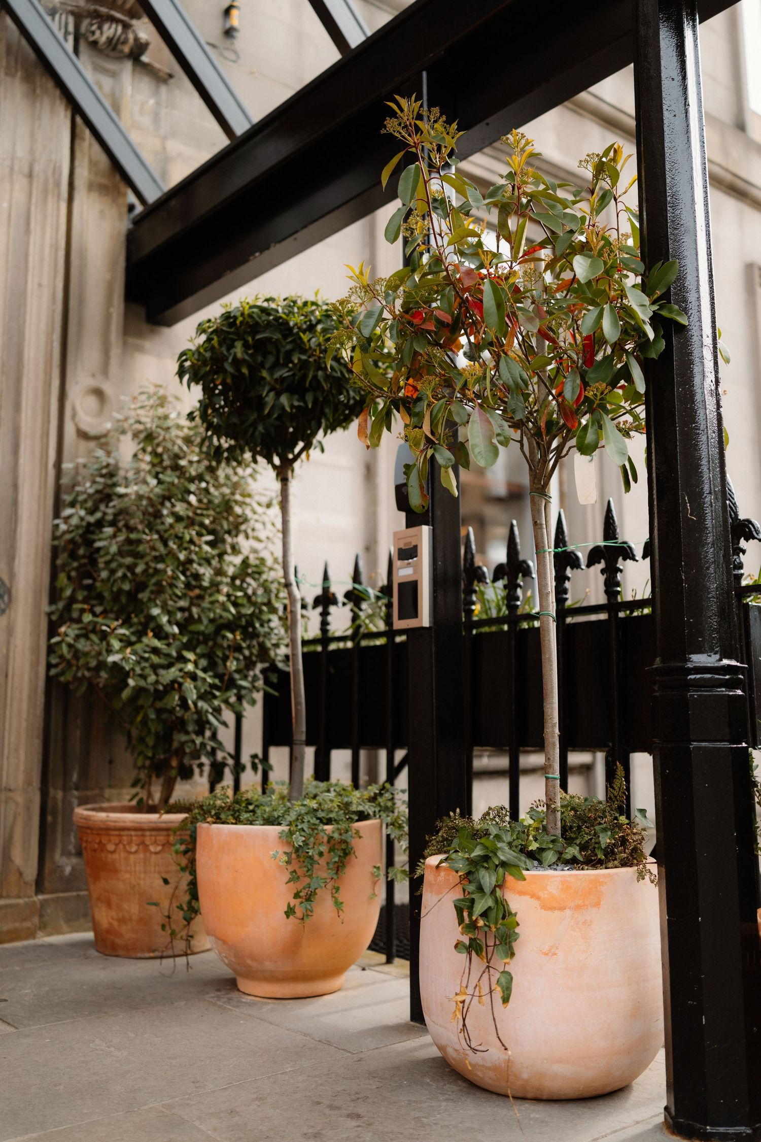 Three terracotta potted plants with lush greenery arranged outside an elegant building with black iron gates.