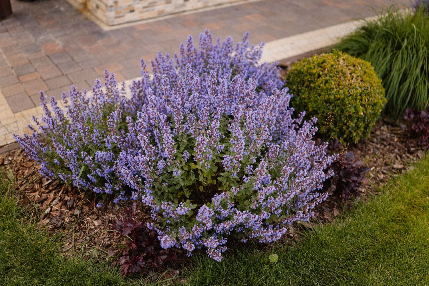 Beautiful purple lavender bushes blooming in landscaped garden.