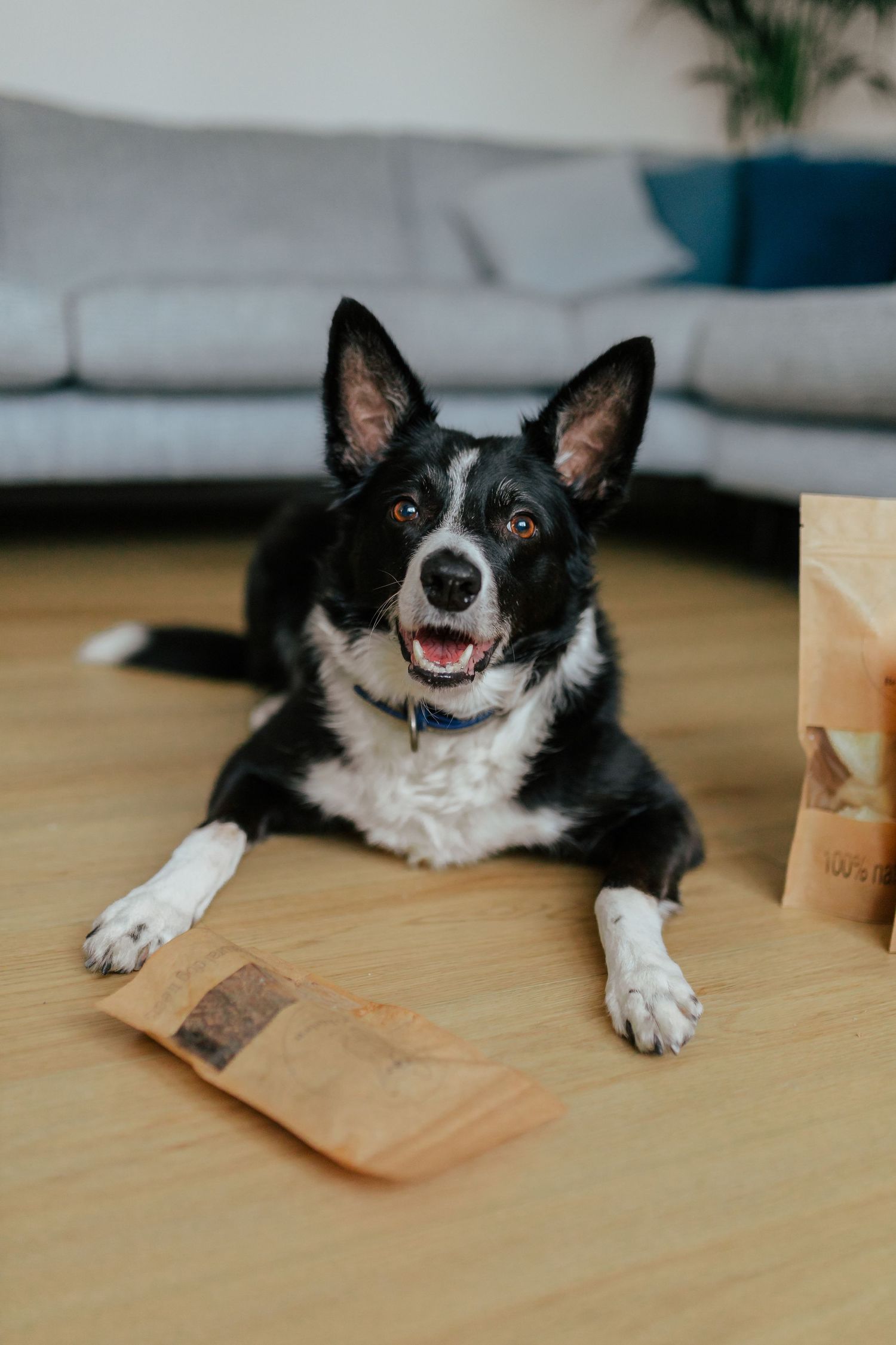 Happy black and white border collie lying on wooden floor with treat bags.