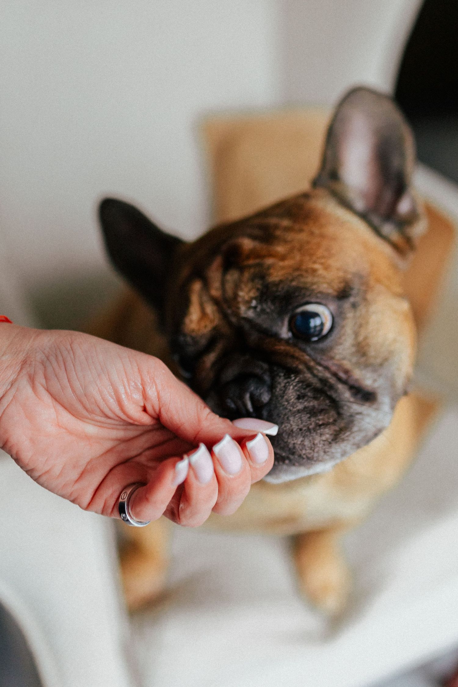 Close-up shots of French Bulldog's face being pet by human hand.