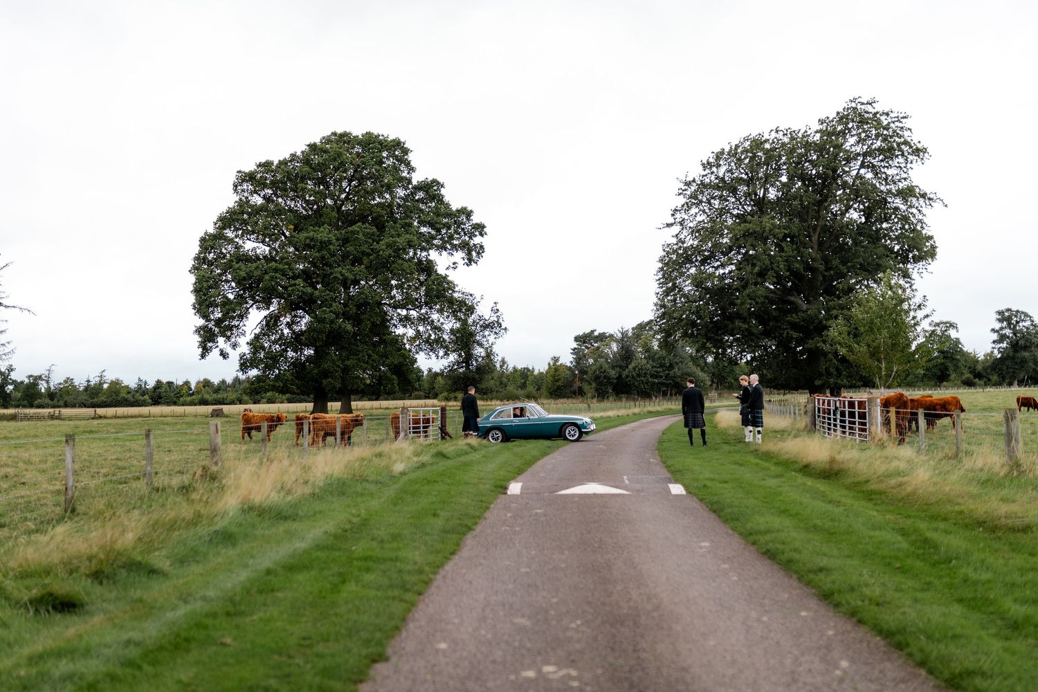 Grassy path leads through countryside with horses grazing in paddocks and trees lining the scenic rural trail.