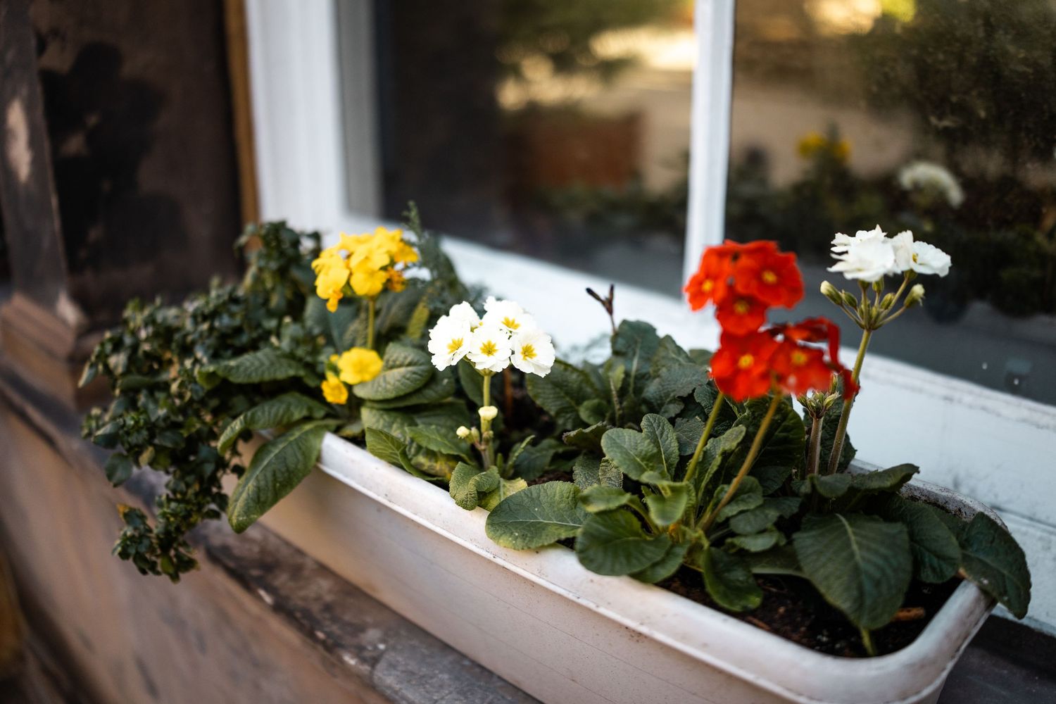 Colorful potted flowers and plants displayed on outdoor windowsills in natural light.