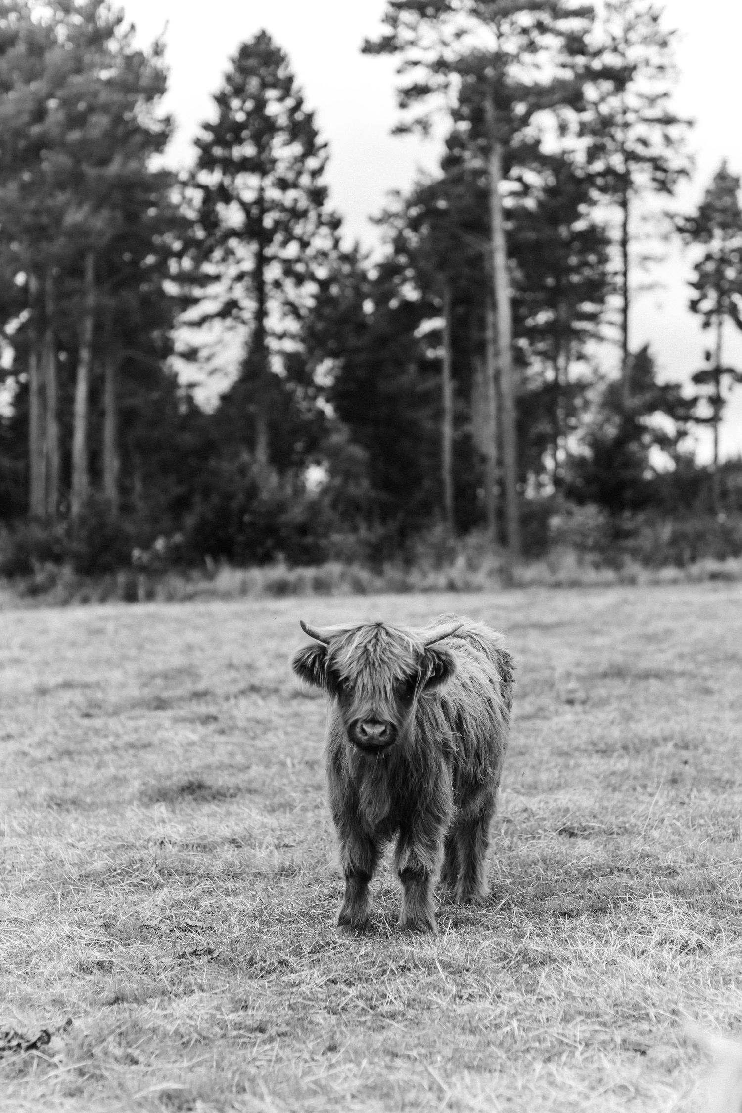 Four sequential black and white photographs show a Highland cow with long shaggy fur grazing in a field with pine trees.