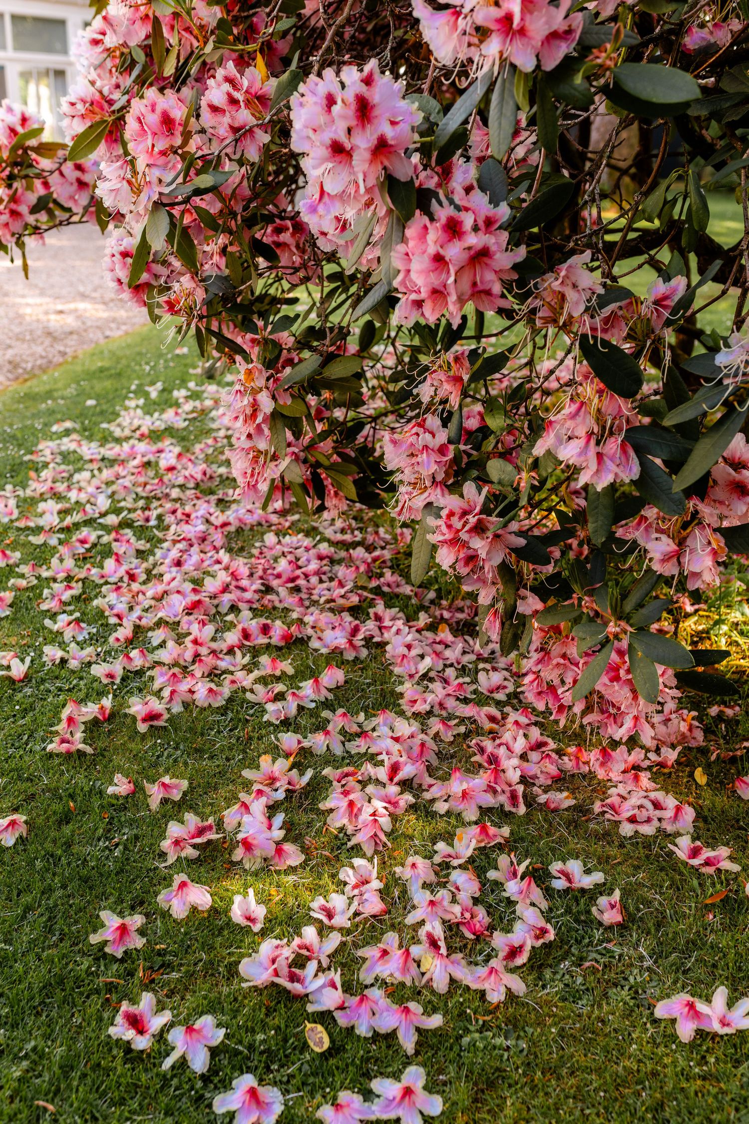 Pink azalea blossoms scattered on green grass beneath flowering shrubs.