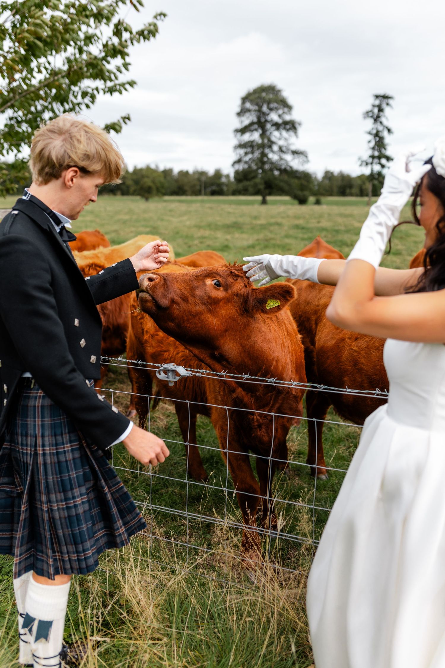 Bride and groom in Scottish kilt feeding brown cows through a wire fence at a countryside wedding venue.