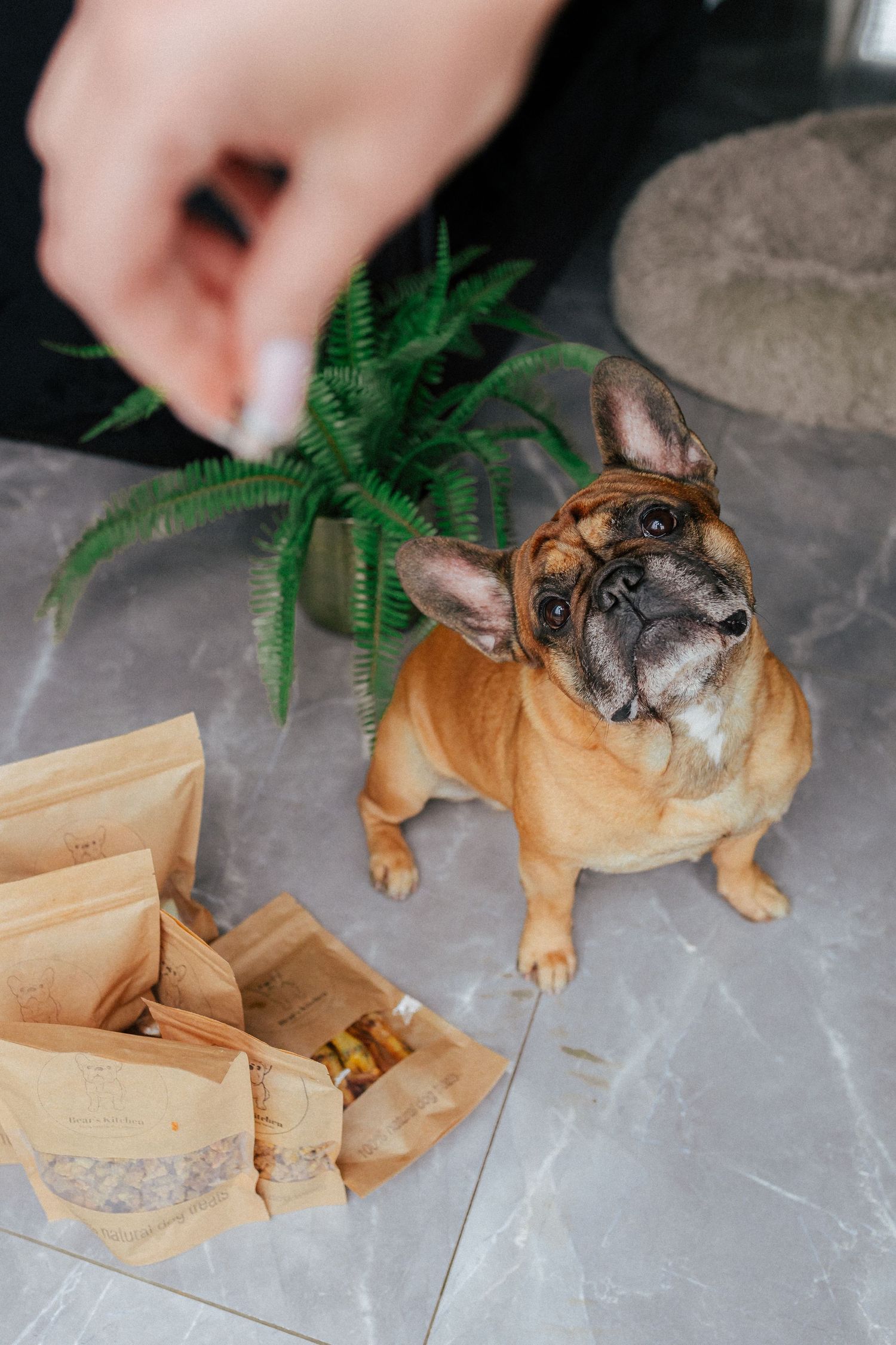 French bulldog excitedly investigates natural dog treat bags on floor near potted fern.