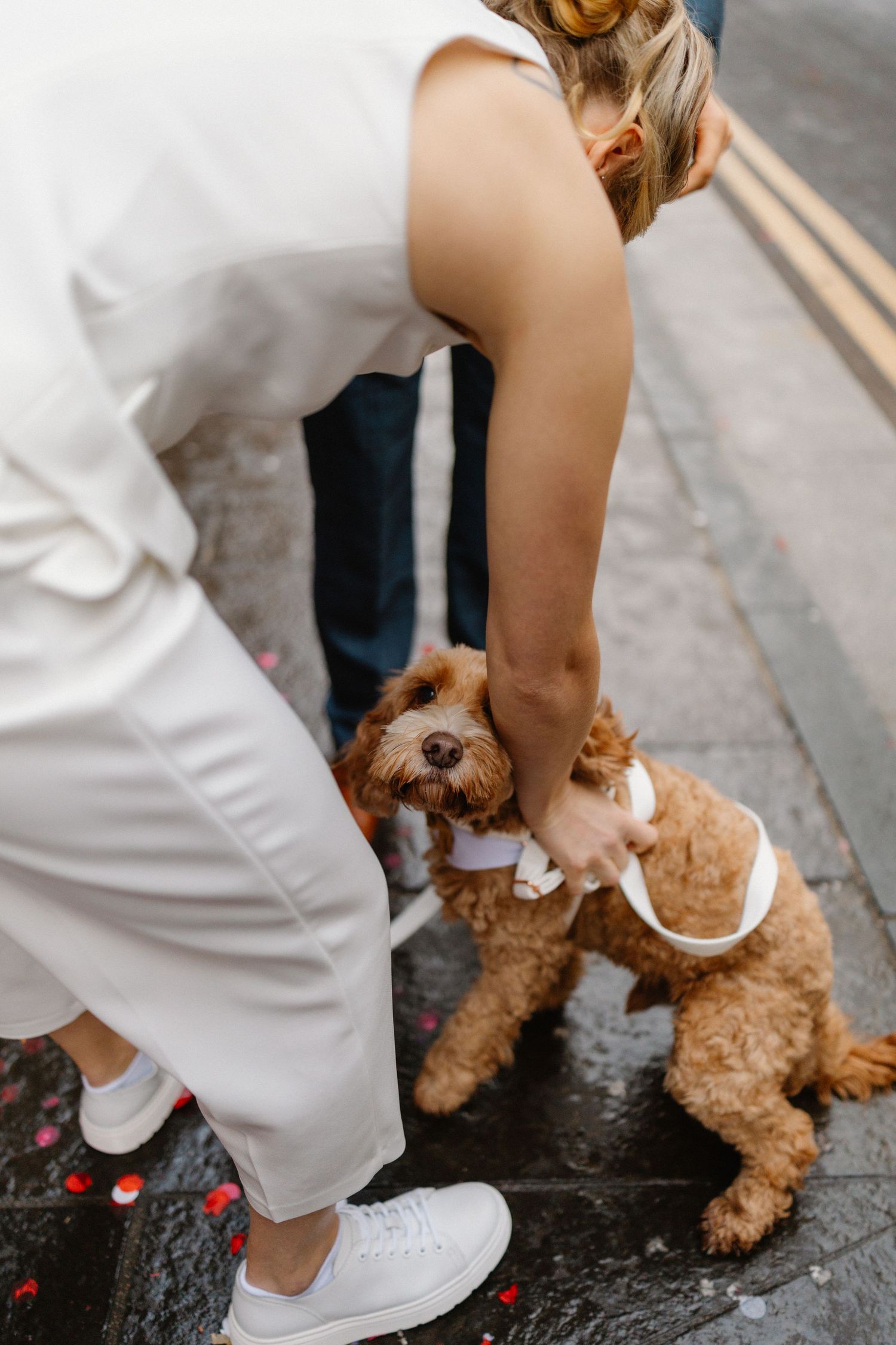 Bride in white outfit bends down to pet two fluffy golden doodle dogs wearing bow ties on wedding day.