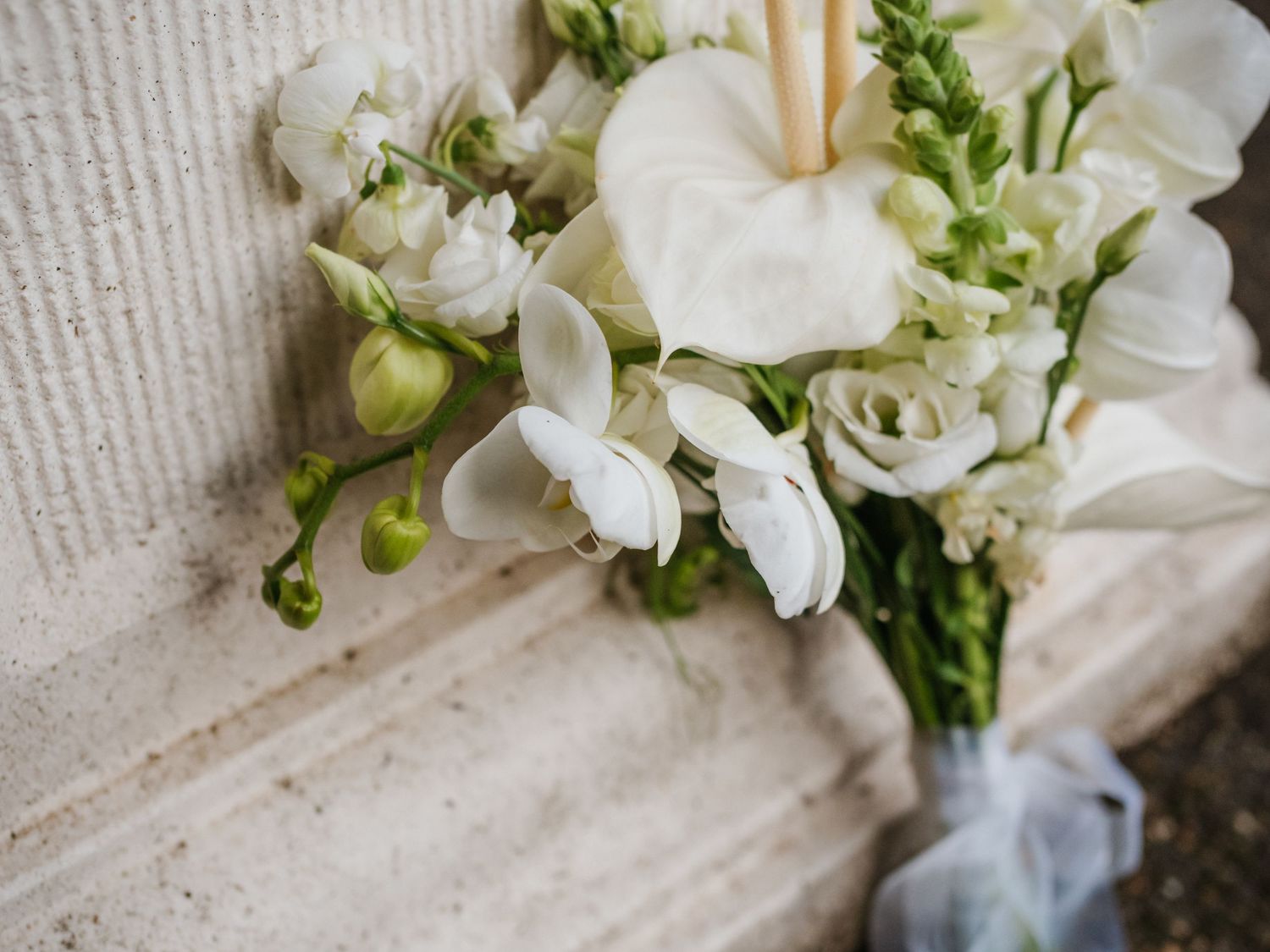 Fresh white orchids and green buds displayed on a rustic white textured surface.