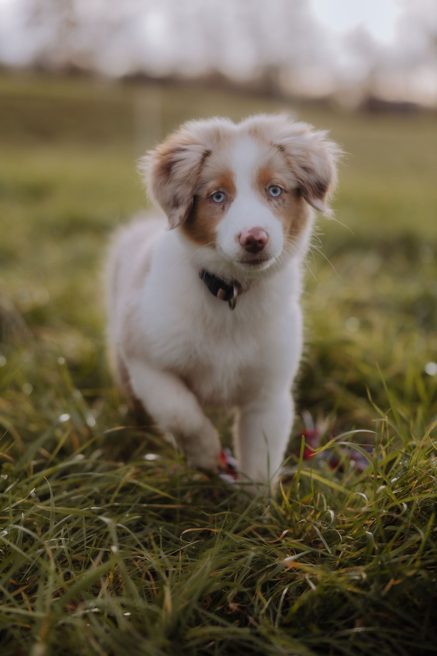 A small white Australian Shepherd puppy walks through grass in a sequence of five connected photos showing its movement.
