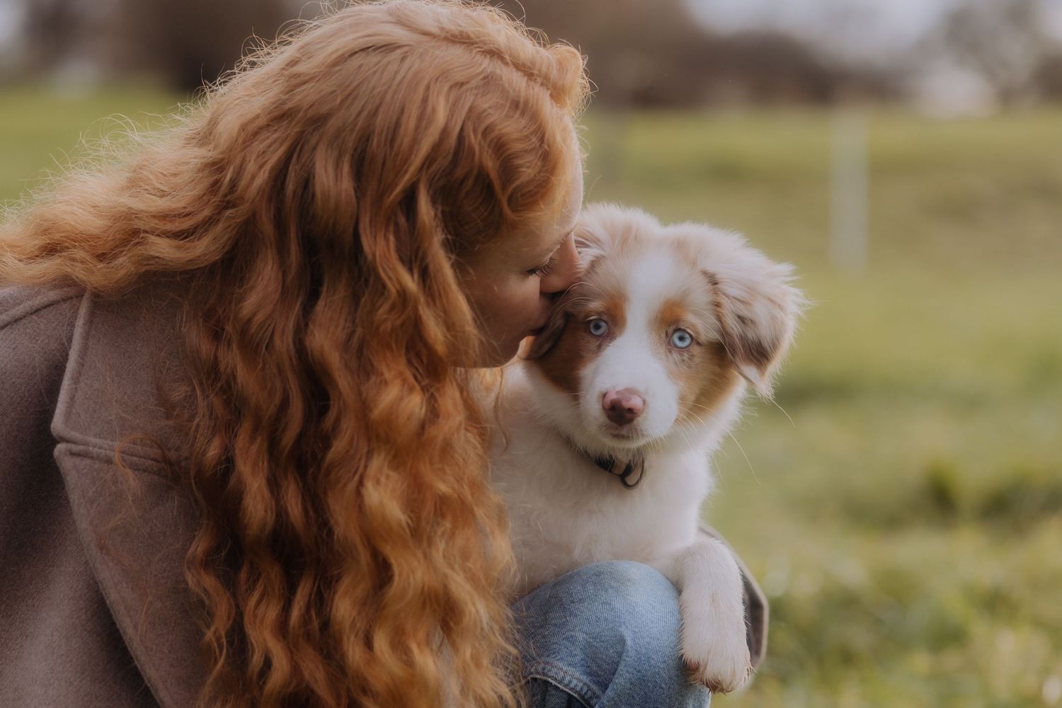 Australian Shepherd dogs run and play together in a grassy field on a sunny day.