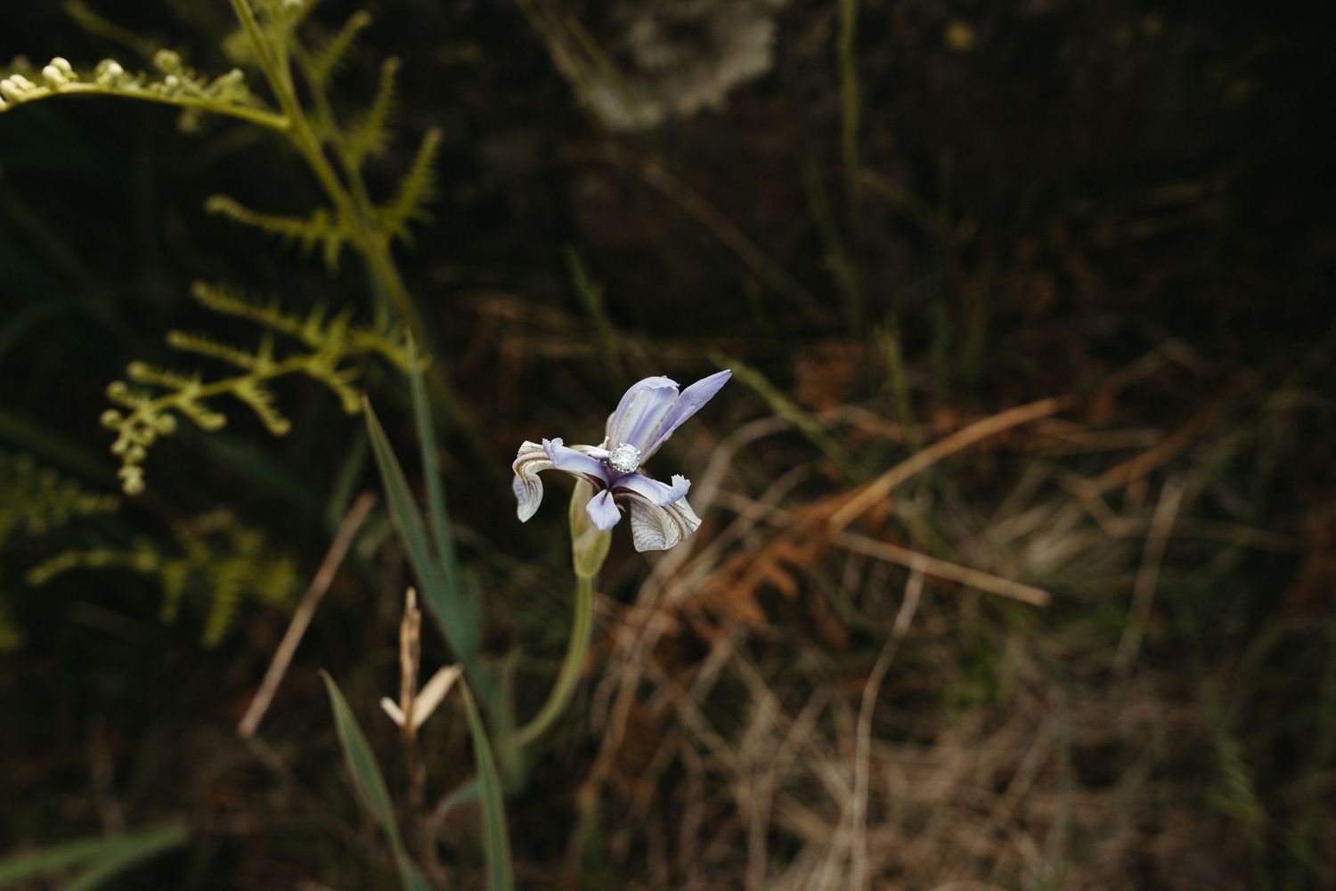 A delicate white iris flower blooms against a dark blurred natural background.