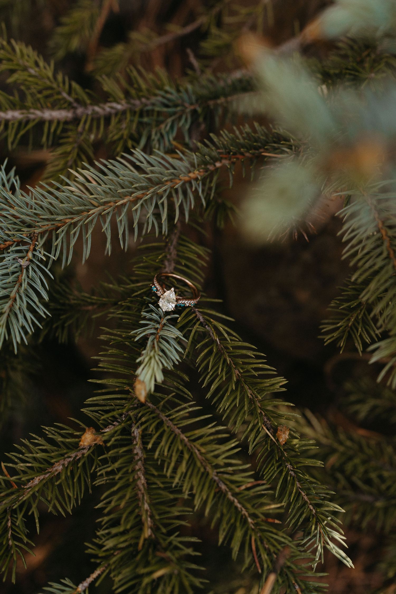 Close-up view of evergreen pine needles with delicate water droplets clinging to the branches after rain.