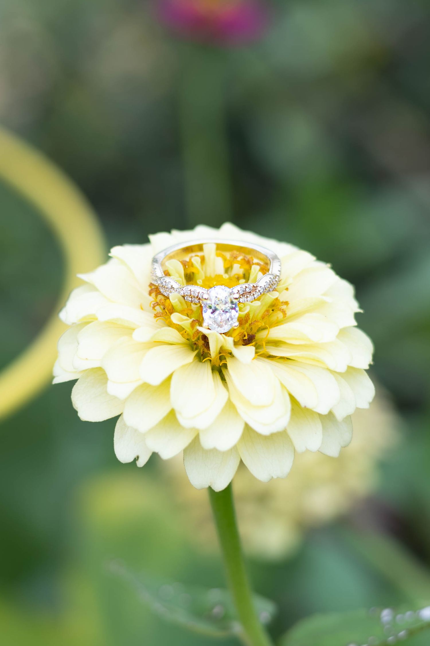 Diamond engagement ring resting on a yellow zinnia flower in a garden setting.