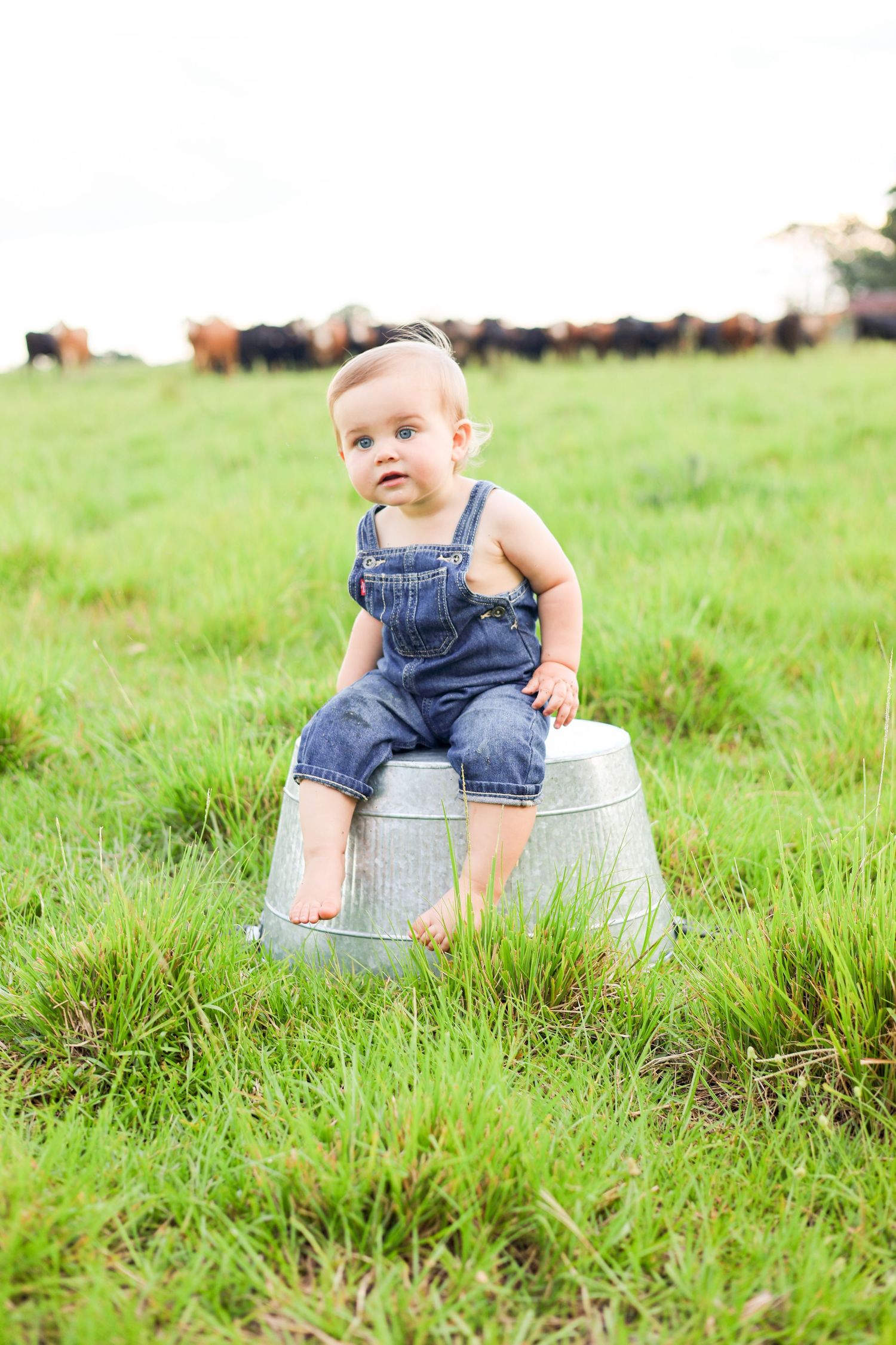 Cute baby in denim overalls sitting on a metal bucket in a green field with cattle grazing in the background.