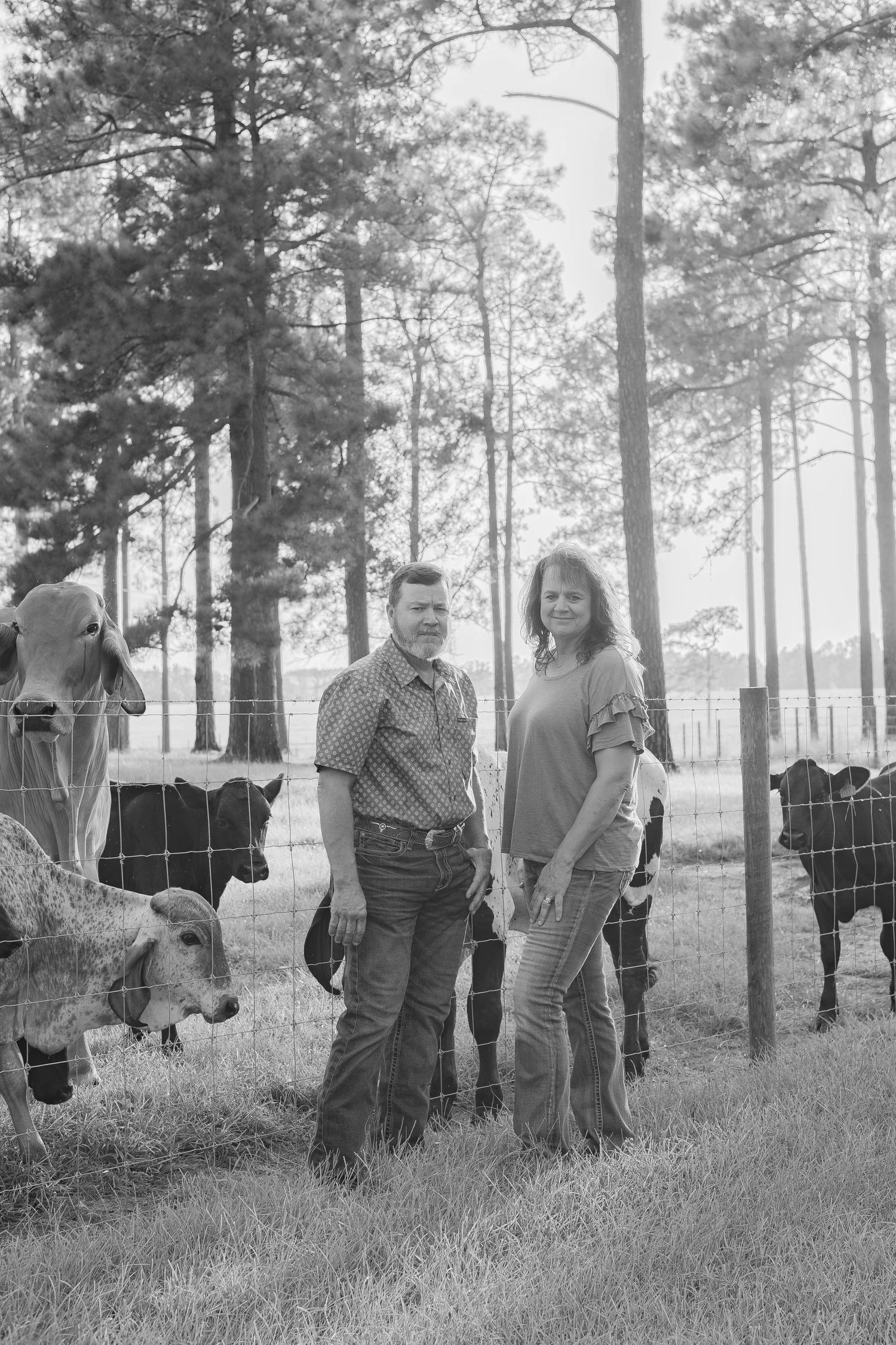 Black and white photo of a couple standing by a wire fence with cattle and tall pine trees on a rural farm.