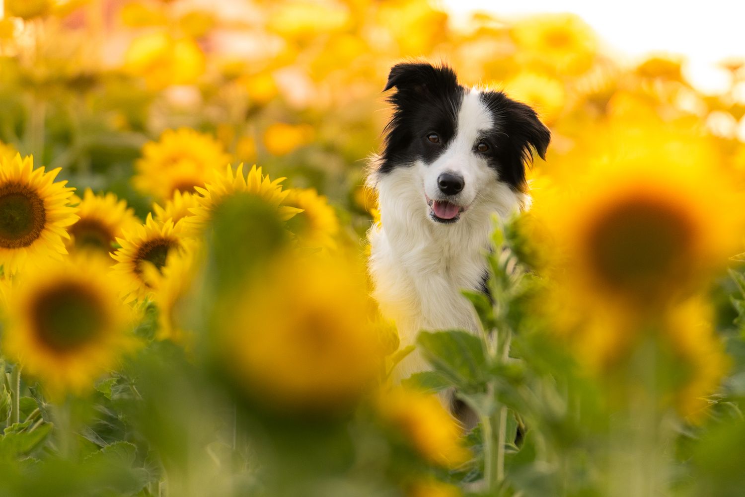 Black and white border collie dog peeking through bright yellow sunflowers.