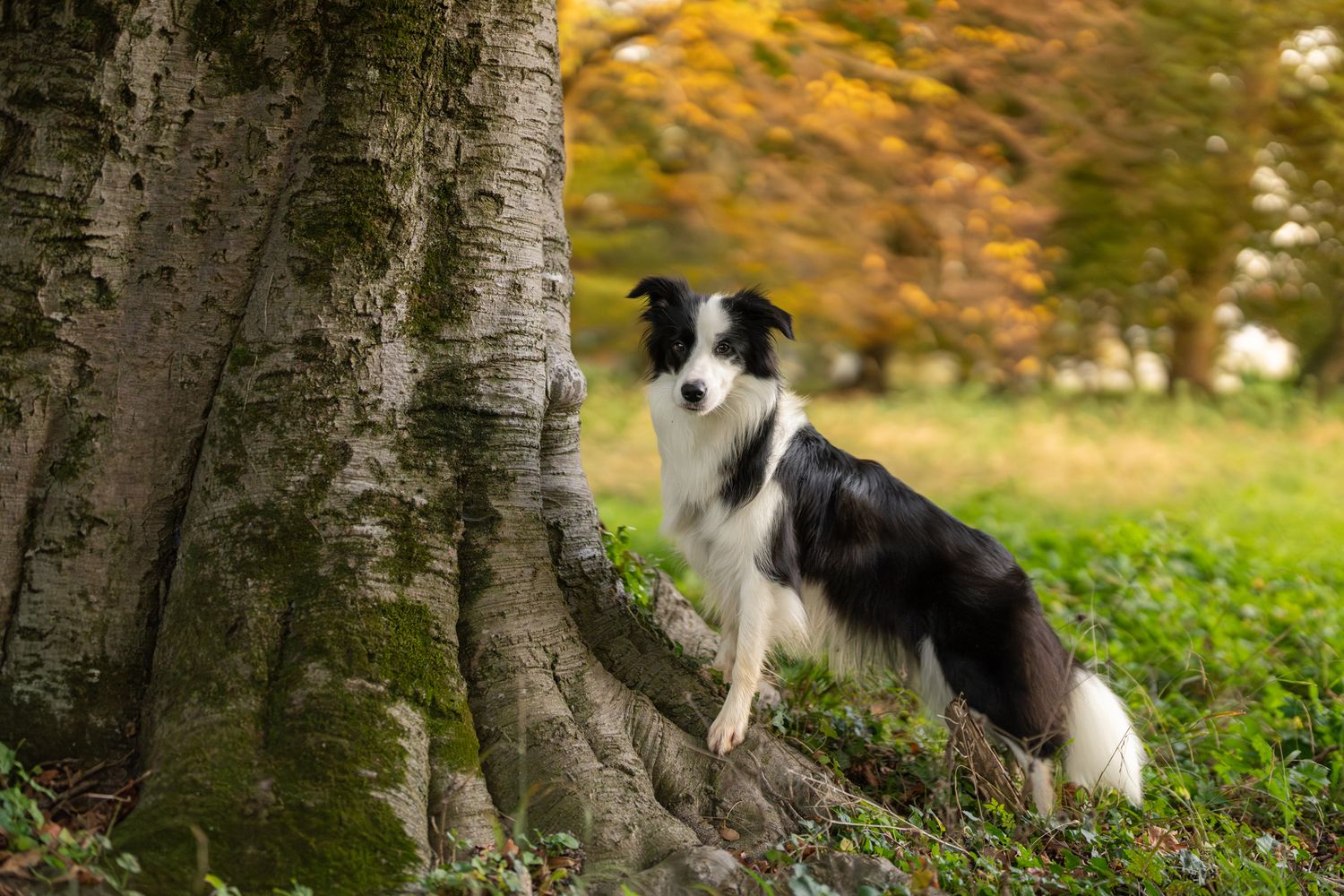 Border Collie dog beside large tree trunk in autumn woodland.