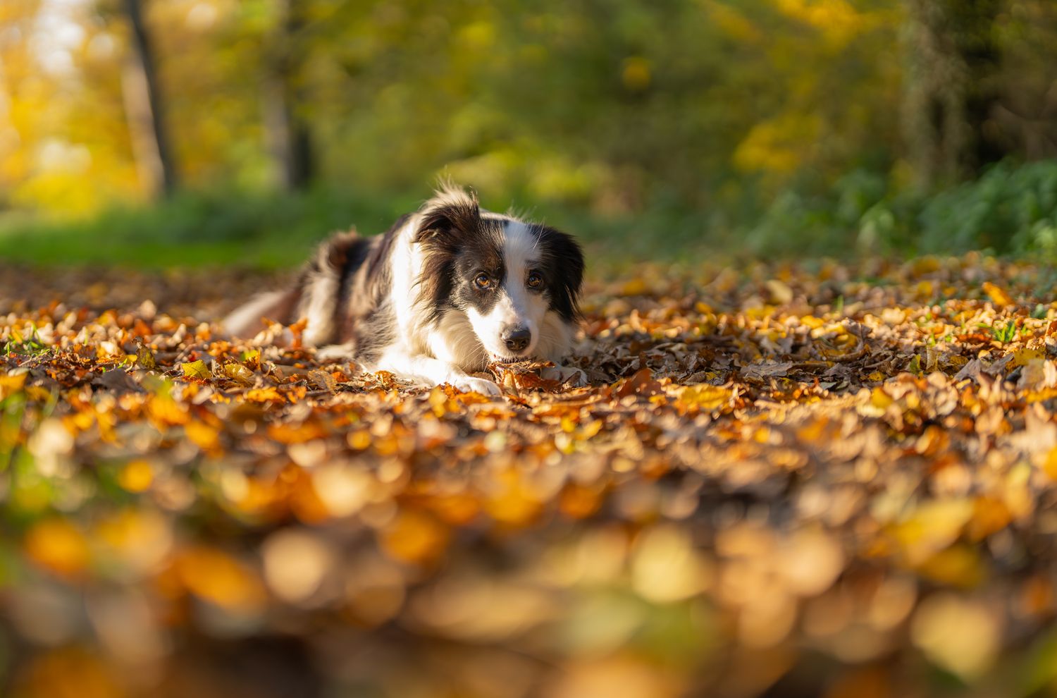 Border Collie resting among fallen autumn leaves in golden light.