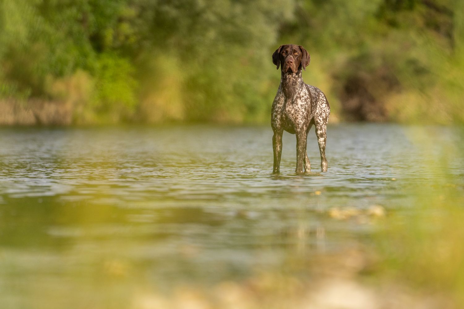 Dog wades through shallow water in natural outdoor setting.
