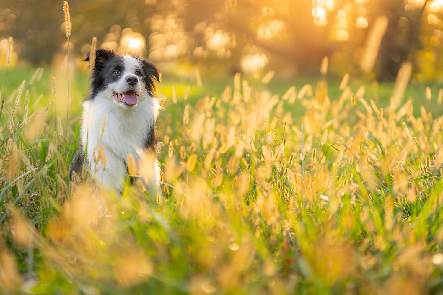 Border Collie sitting in tall grass during golden hour.