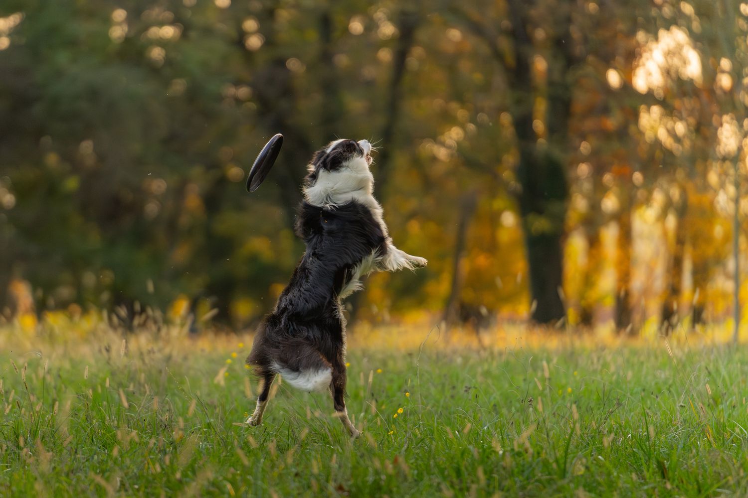 Border collie dog jumping and playing in a grassy field during golden hour sunset.