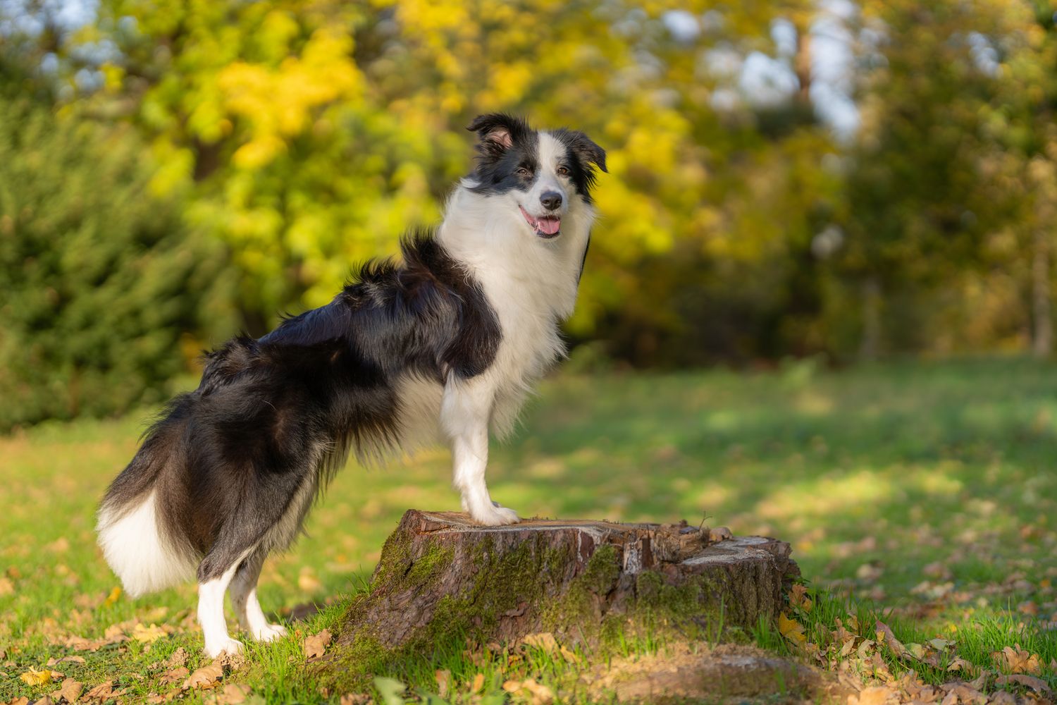 Black and white dog standing on tree stump in autumn forest clearing.