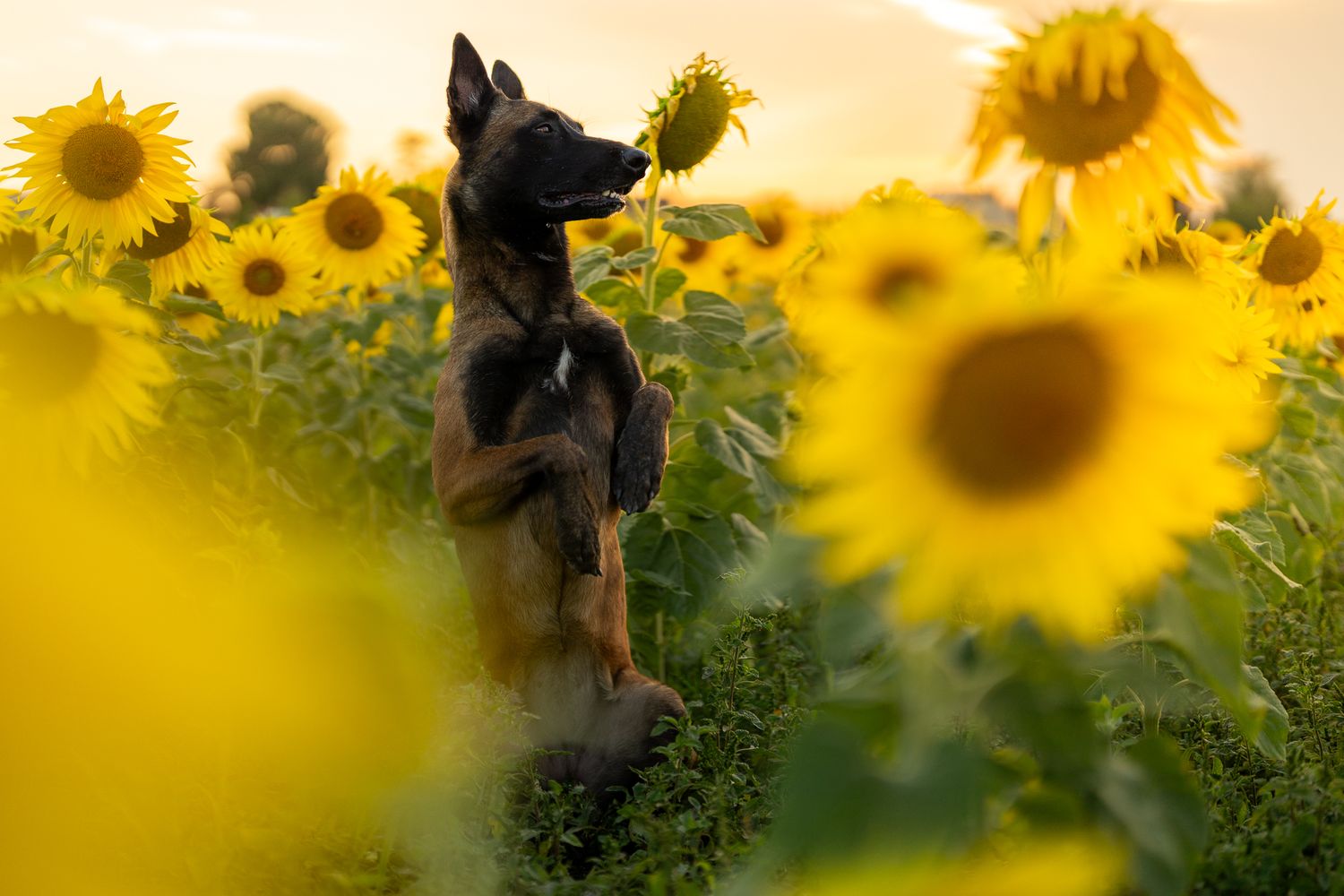 Dog peeking through bright yellow sunflowers in summer garden.