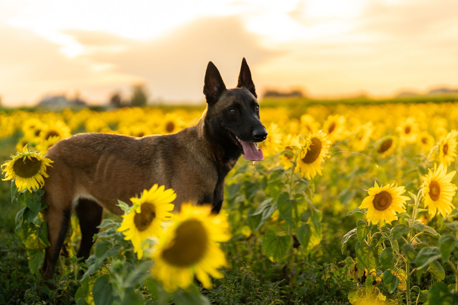 Belgian Shepherd standing gracefully among tall sunflowers at sunset.