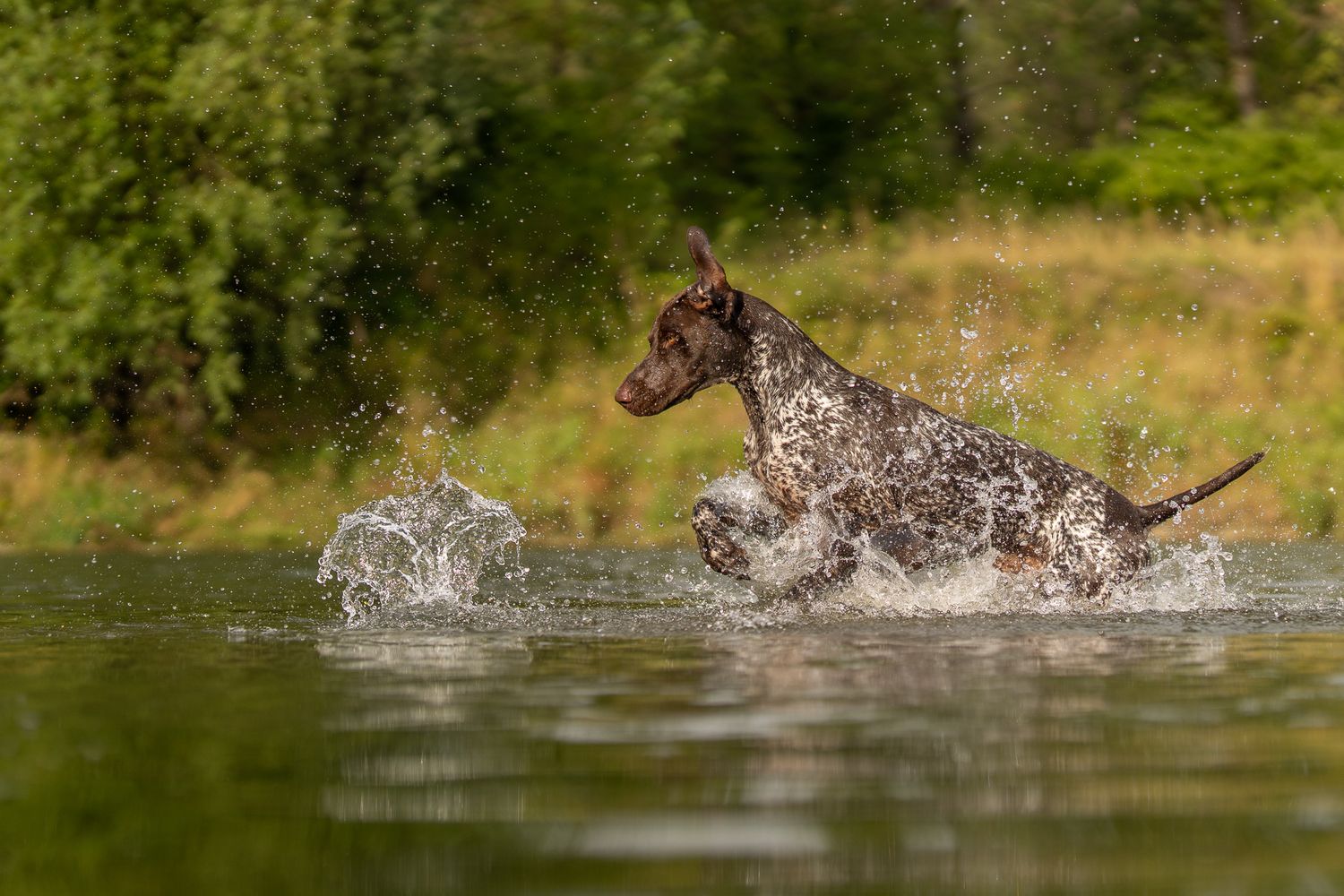 Dog splashes and plays in lake water creating dramatic water spray.