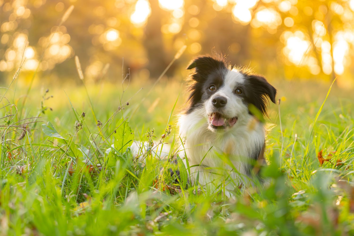 Happy dog in sunlit meadow with golden bokeh background.