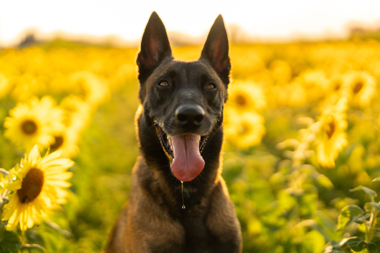 Belgian Malinois dog sitting alert among blooming sunflowers.
