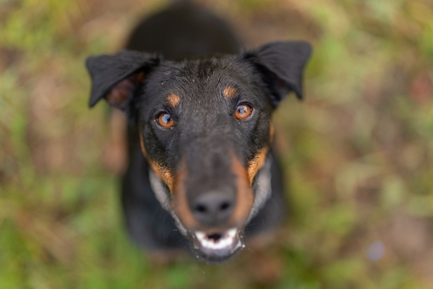 Close-up portrait of black and tan dog's face with intense expression.