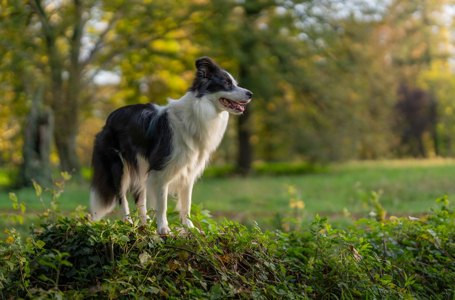 Black and white dog standing alert on mossy ground in fall forest.