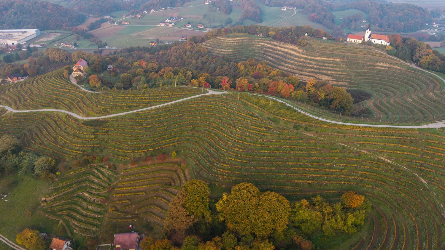 Drone shot of curved agricultural terraces and hillside vineyards in fall colors.