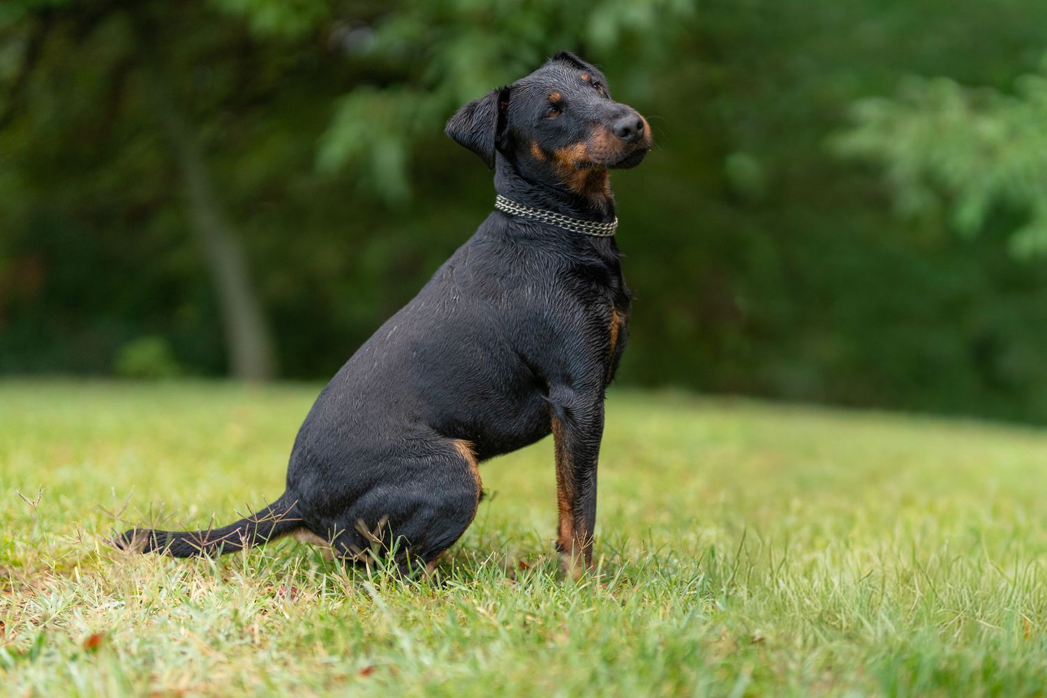 Black dog running playfully through green grass during outdoor exercise.