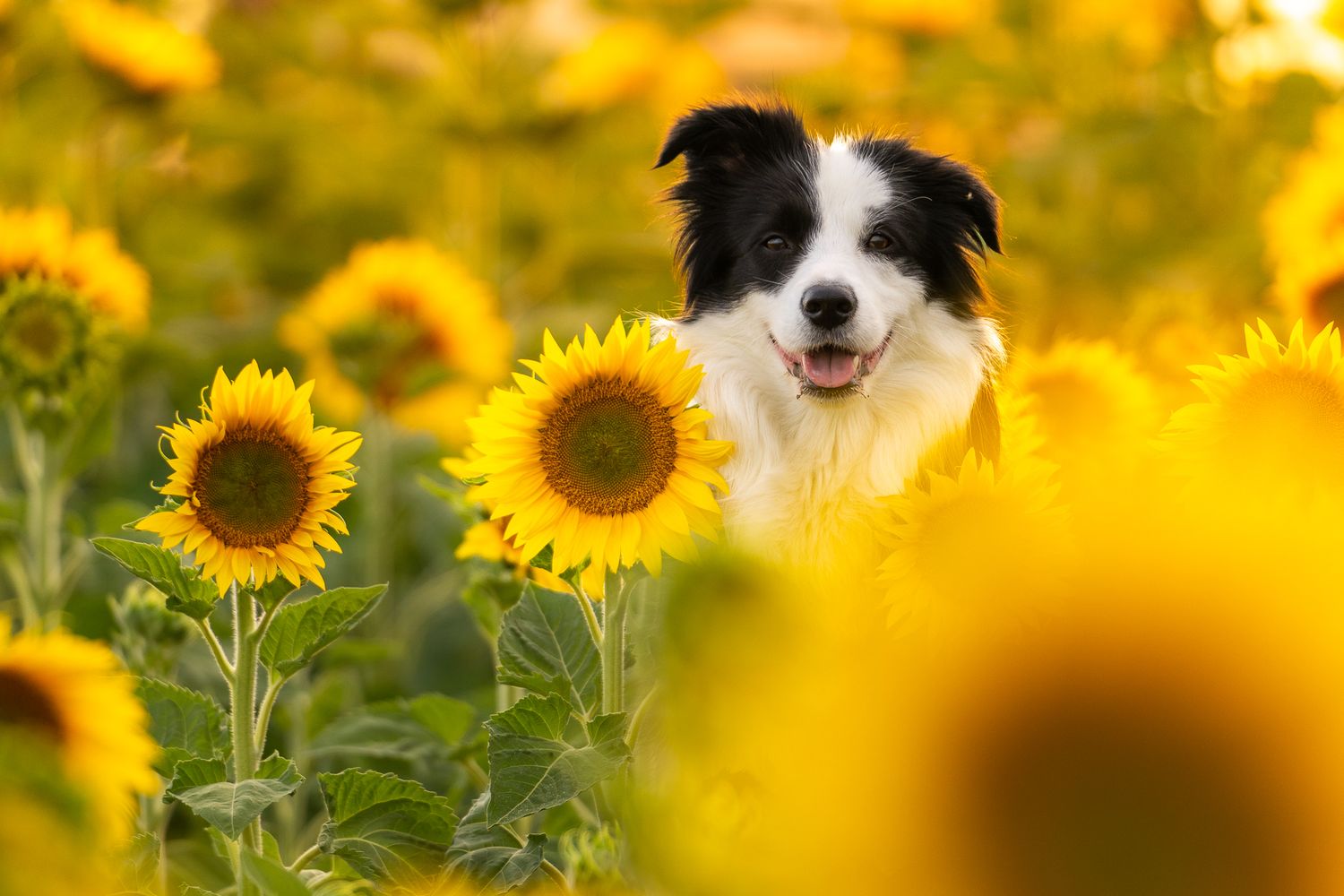Border Collie mix dogs sitting among bright yellow sunflowers.