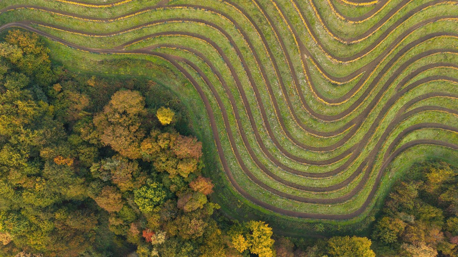 Aerial perspective of winding terraced fields with geometric patterns and autumn trees.