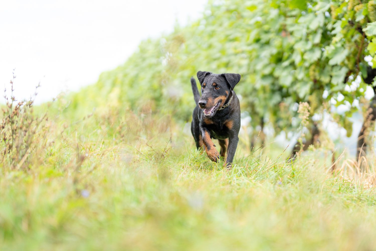 Black and brown dogs playing together in a grassy field on a sunny day.
