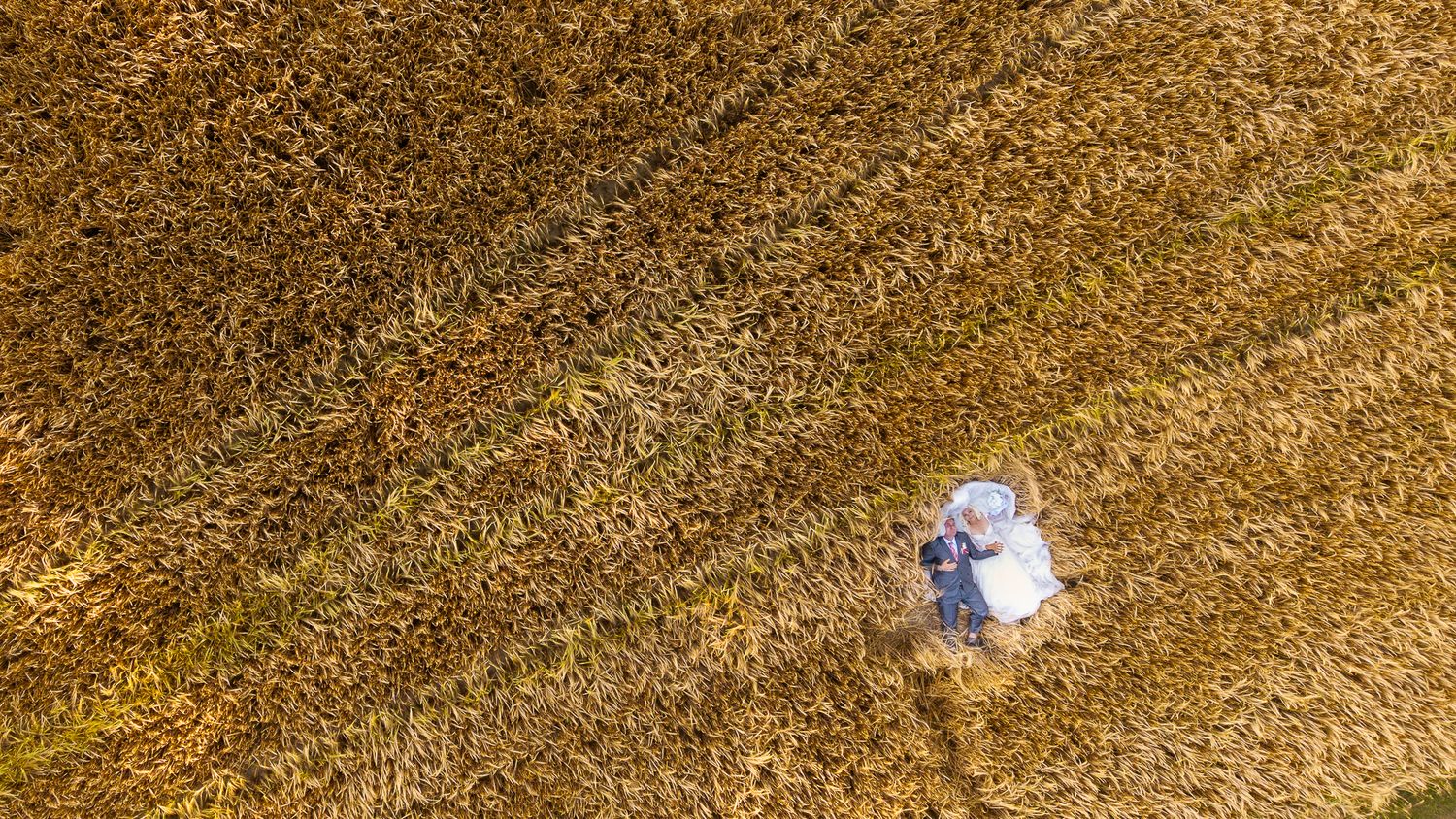 Aerial view of golden wheat fields being harvested by combine harvesters creating geometric patterns in farmland.