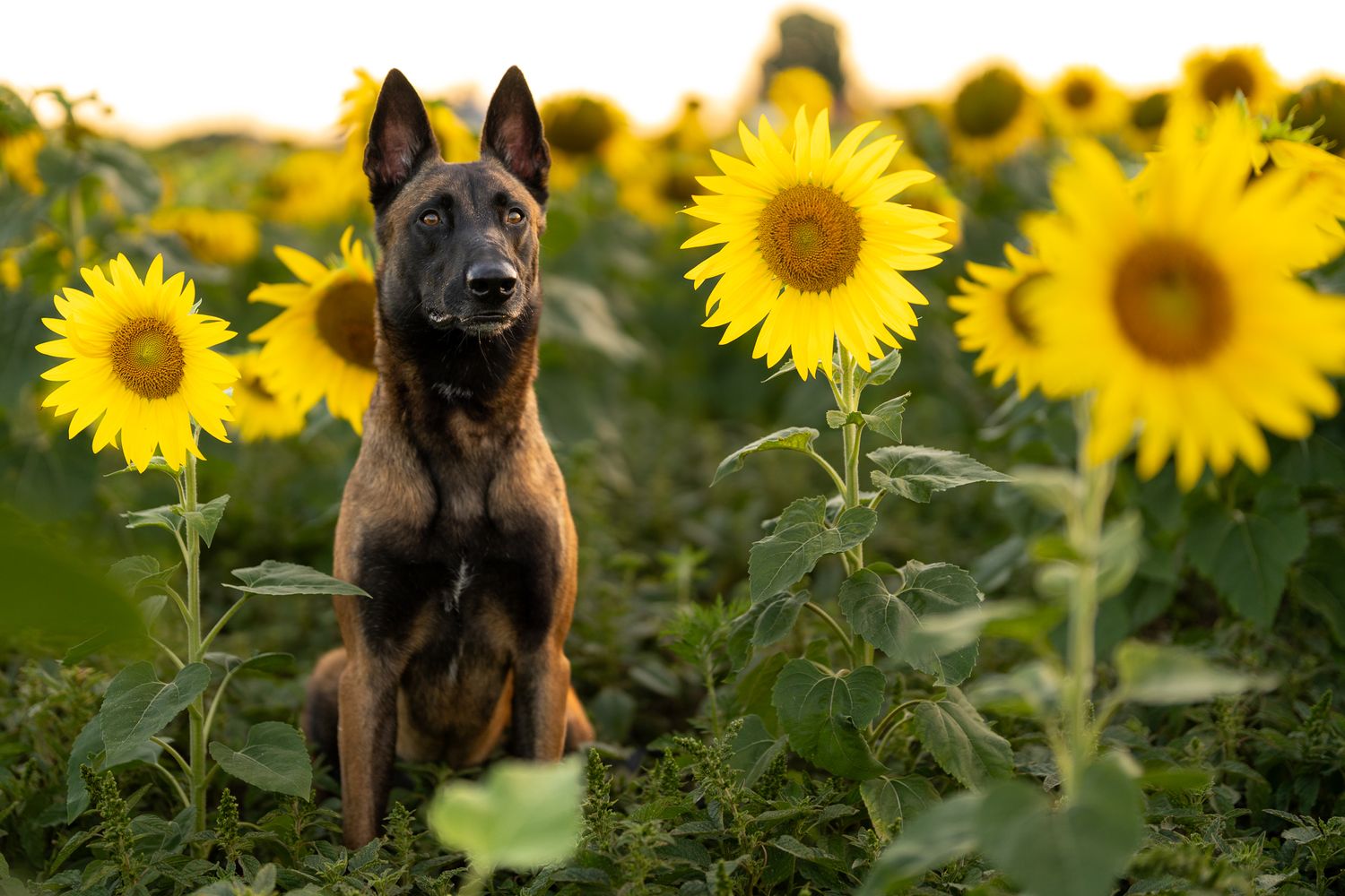 Belgian Malinois exploring through a vibrant field of sunflowers.
