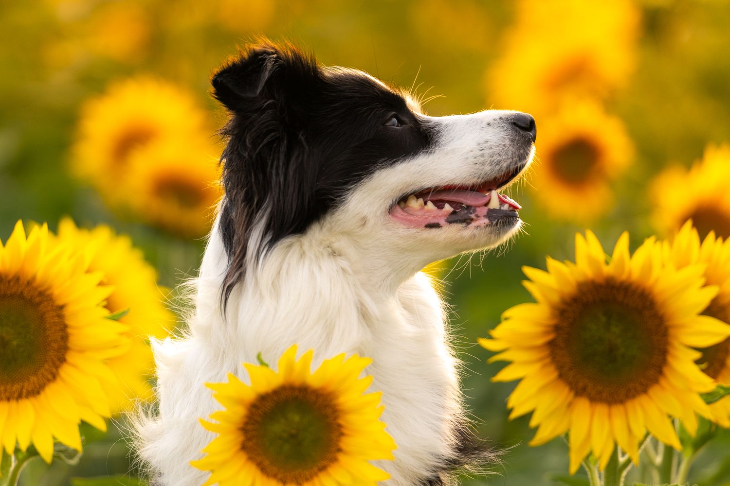 Border Collie dog posing among bright yellow sunflowers in a summer garden.