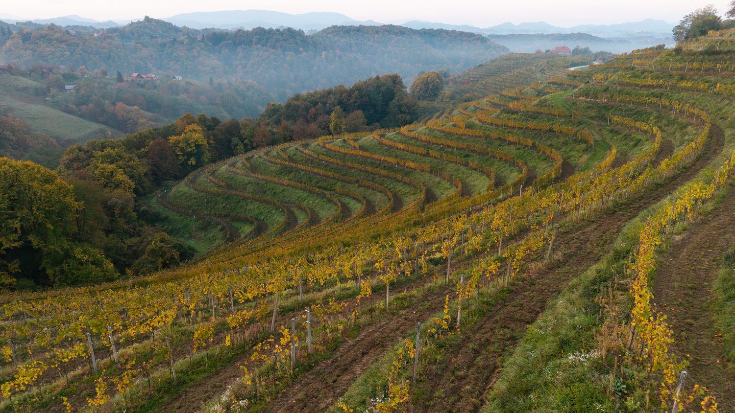 Aerial view of terraced vineyards and autumn landscape in wine country.