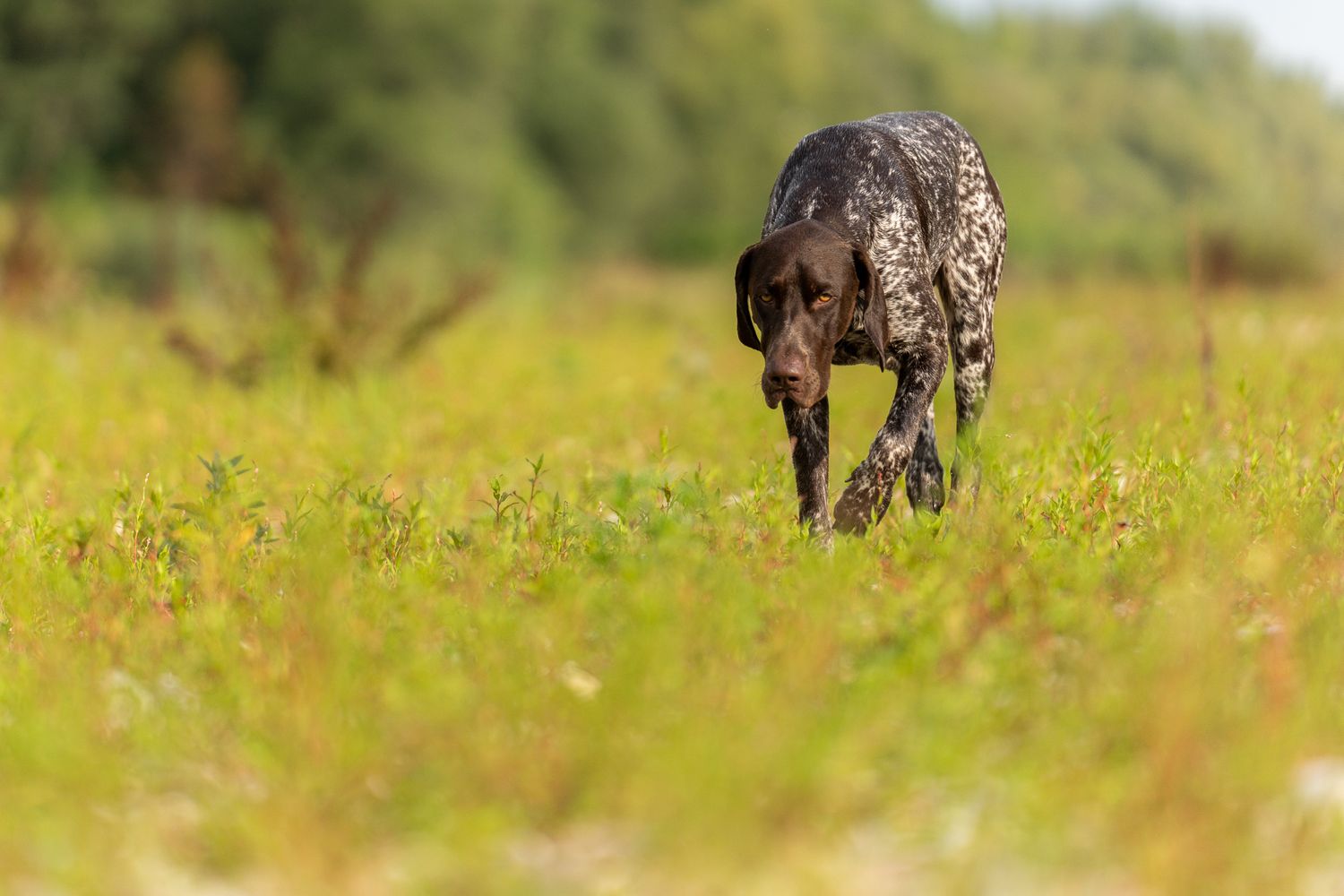 German Shorthaired Pointer runs through tall grass in natural setting.