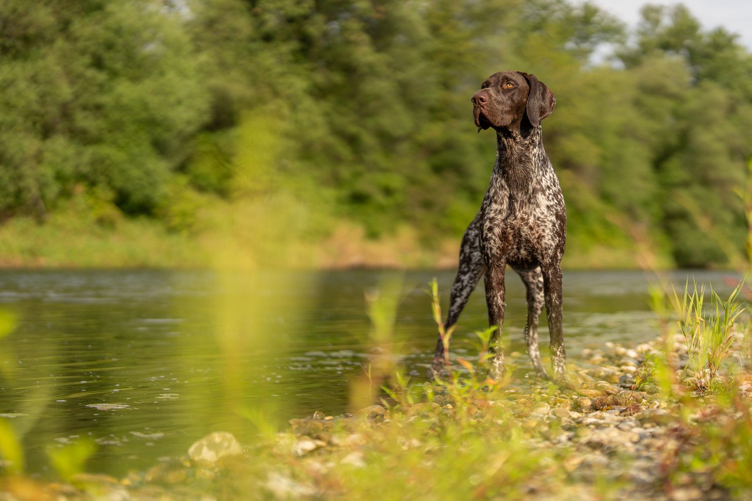 Brown hunting dog stands attentively in green summer meadow near water.
