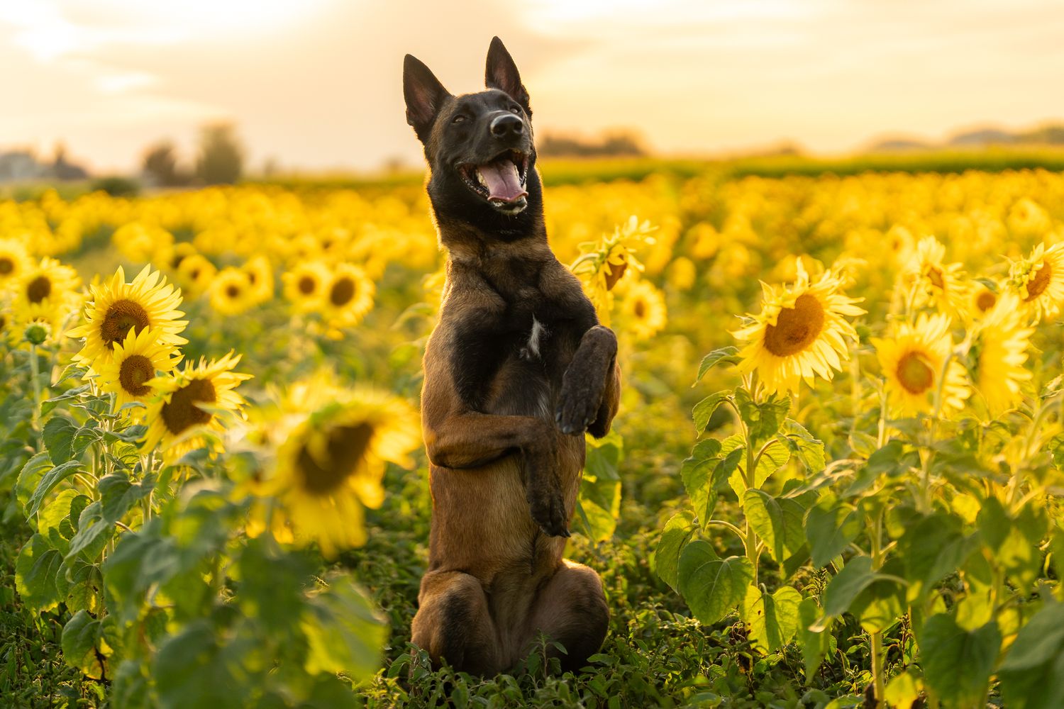 Dog poses majestically in field of bright yellow sunflowers during golden hour.
