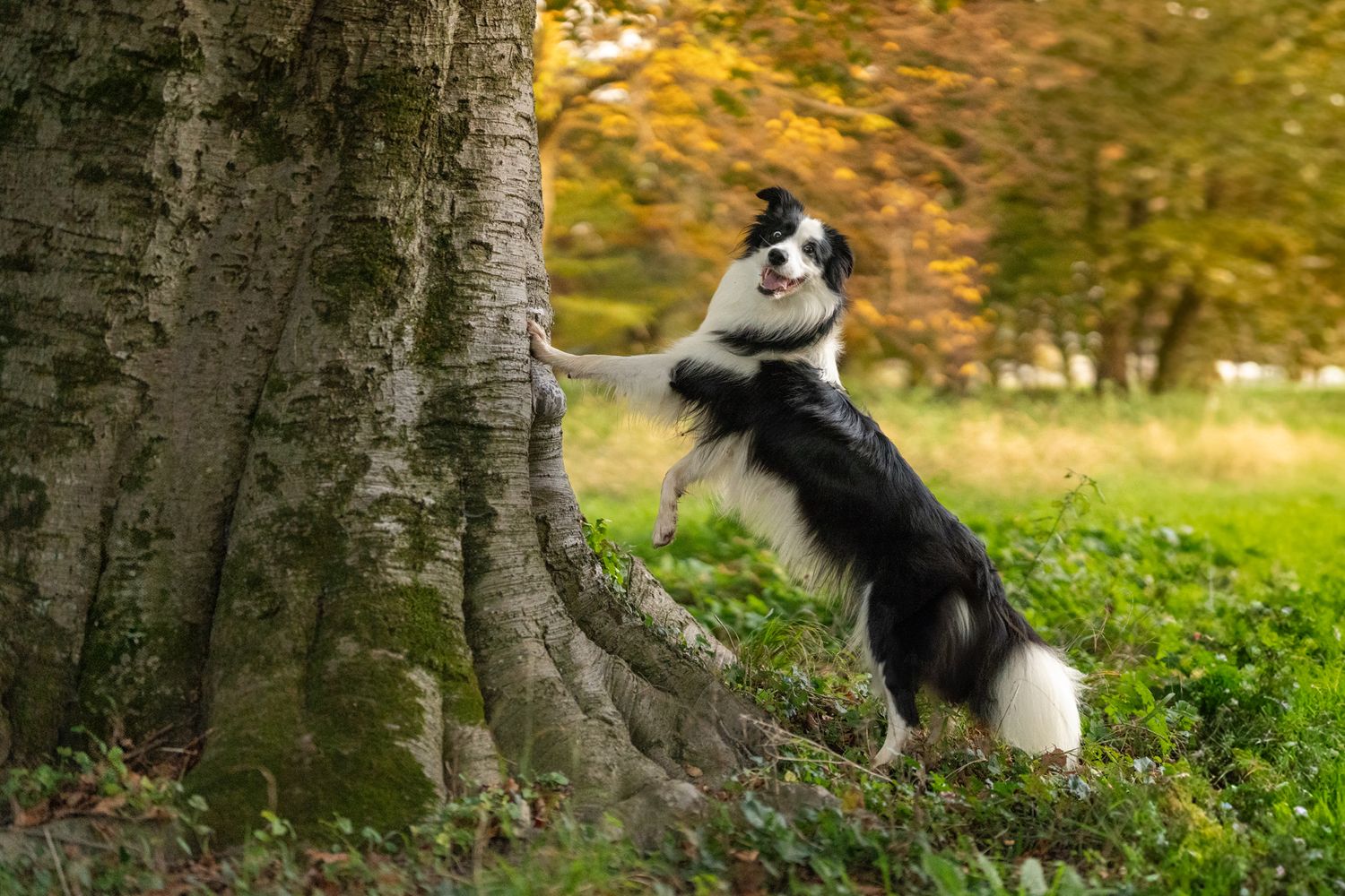 Black and white dog jumping up against tree trunk in fall forest setting.