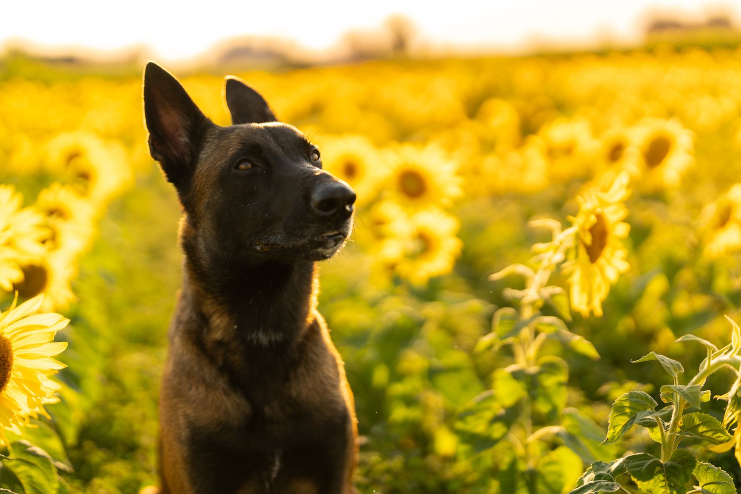 Dog silhouetted against vibrant yellow sunflower field at sunset.