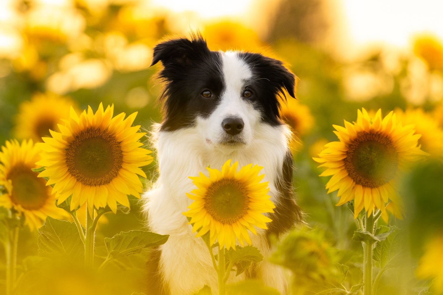 Black and white dog surrounded by blooming sunflowers in golden sunlight.