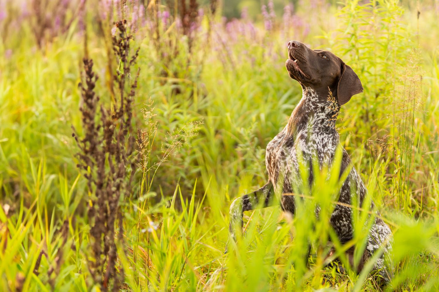 German Shorthaired Pointer dog stands alert in tall yellow grass field.
