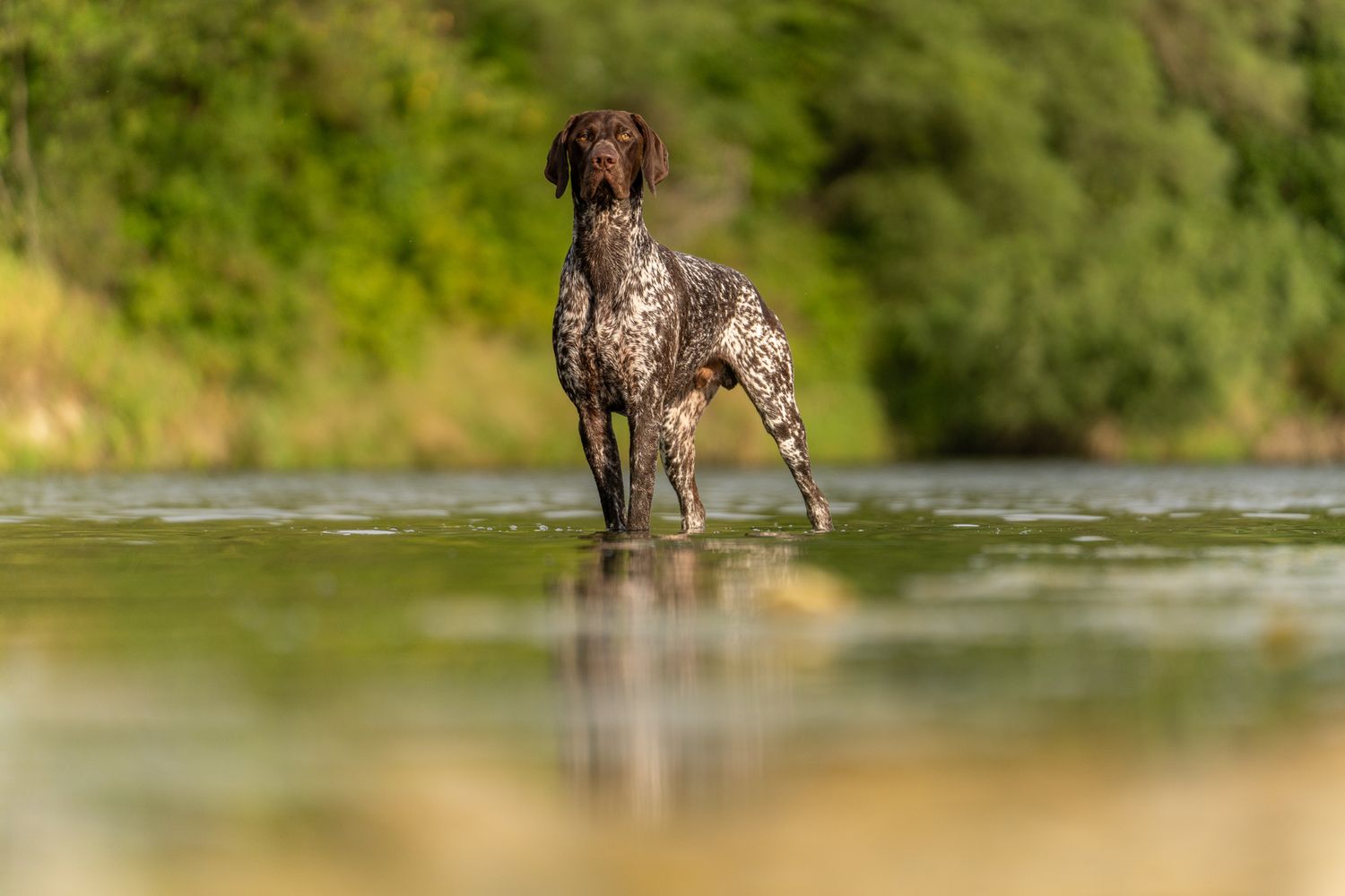 Dog explores calm water surrounded by lush green vegetation.